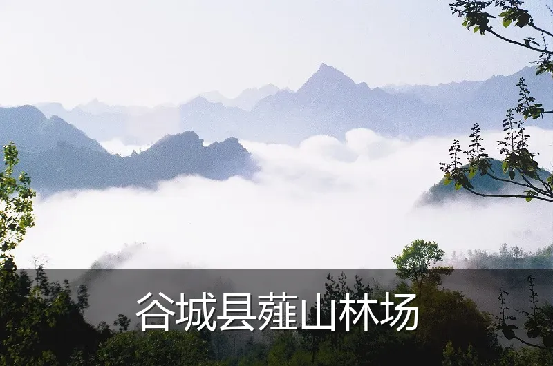 谷城县薤山林场